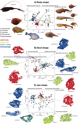 Phylogenomics reveals the deep ocean as an accelerator for evolutionary diversification in anglerfishes
