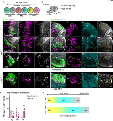 Chinmo defines the region-specific oncogenic competence in the Drosophila central nervous system