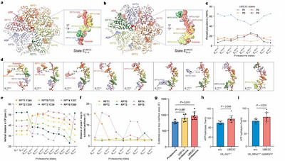 UBE3C retrofits the proteasome to enforce degradation of ultra-stable folds