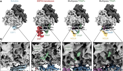 Exploring the molecular composition of the multipass translocon in its native membrane environment