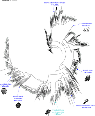 PNGaseL from Flavobacterium akiainvivens targets a diverse range of N-glycan structures