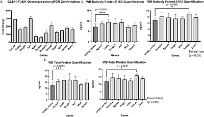 Enhanced Production of HCV E1E2 Subunit Vaccine Candidates via Protein-Protein Interaction Identification in Glycoengineered CHO cells