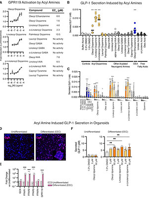 Blautia wexlerae Transforms Dietary Fatty Acids to Activate Enteroendocrine Signaling and Improve Metabolic Health in Mice and Humans