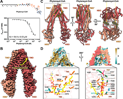 Molecular mechanism of substrate transport by human peroxisomal ABCD3