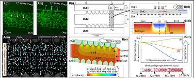 3D osteocyte networks under Pulsatile Unidirectional Fluid Flow Stimuli (PUFFS)