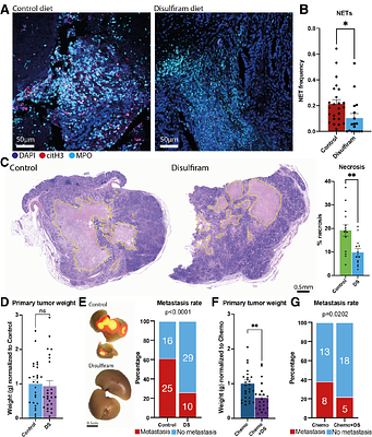 Targeting Neutrophil Extracellular Traps to inhibit Colon Cancer Tumor Necrosis and Metastasis