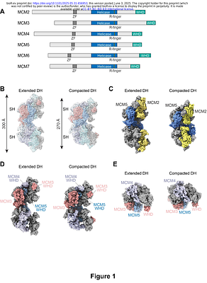 Cryo-EM structure of DNA-unbound human MCM2-7 complex reveals new disease-relevant regulation