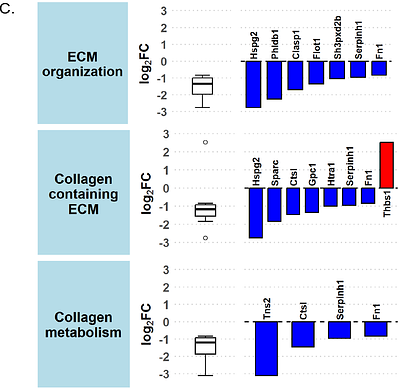 Loss of TAFAZZIN leads to perturbation of amino acid metabolism and reduction of collagen synthesis