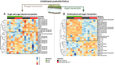Fungal and algal lichen symbionts show different transcriptional expression patterns in two climate zones