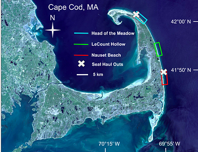 A boundary-referenced framework for quantifying shoreline-associated movement in white sharks