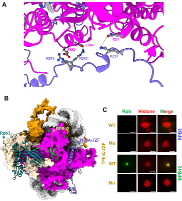 Structural insights into the remodeled RNA polymerase II complex on an RNA template
