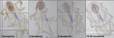Growth, survival, and fitness in the first year of life for Pycnopodia helianthoides under different larval densities