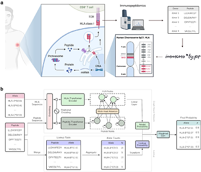 Deep learning enables direct HLA typing from immunopeptidomics data