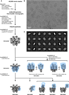 Architecture of the bundle-shaped phycobilisome from Gloeobacter violaceus