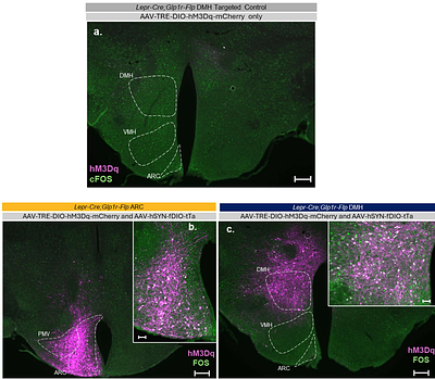 Molecularly defined subpopulations of leptin receptor neurons dissociate the control of food intake from blood pressure