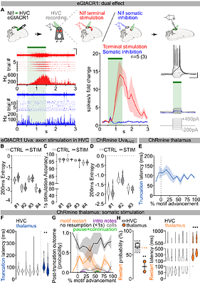 Holistic Motor Control of Zebra Finch Song Syllable Sequences