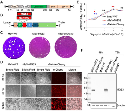 Engineering Oncolytic Measles Virus with MG53 Couples Pyroptotic Tumor Killing with Immune Microenvironment Remodeling to Enhance Checkpoint Immunotherapy in Non-small Cell Lung Cancer