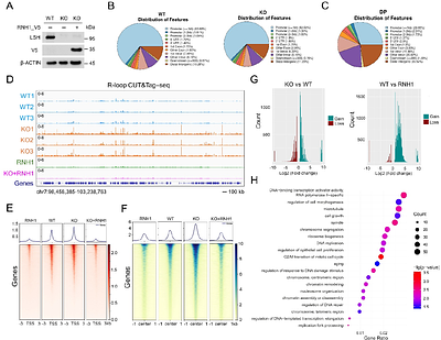 LSH-mediated resolution of R-loops mitigates transcription-replication conflicts to preserve genomic stability in prostate cancer cells