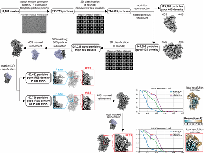 A compact viral IRES translates a downstream open reading frame