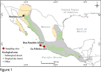 Total immunoglobulin G variation through the phenological cycle of migrant and resident Long-nosed bats (Leptonycteris yerbabuenae) in the drylands of Mexico and its relationship with bacterial-killing ability of plasma.