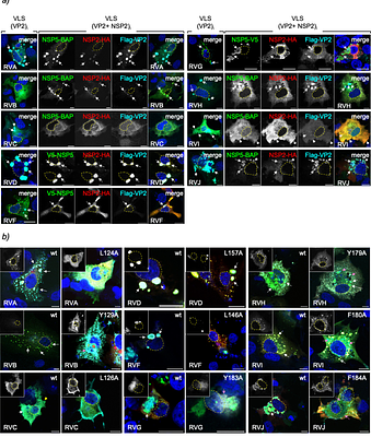 Comparative analysis of NSP5/VP2-induced viroplasm-like structures in rotavirus species A to J