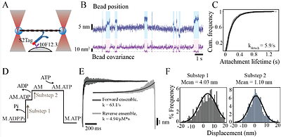 S2Tag, a novel affinity tag for the capture and immobilization of coiled-coil proteins: application to the study of human β-cardiac myosin