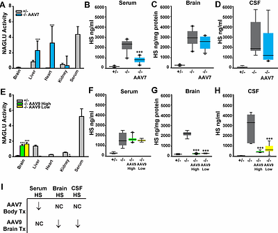 Reduced heparan sulfate levels in cerebrospinal fluid reflect brain neuron correction in Sanfilippo B mice