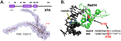 Generation of site-specifically labelled fluorescent human XPA to investigate DNA binding dynamics during nucleotide excision repair