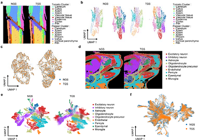 Isoform-resolved spatial transcriptomics on a lab-made high-density array via a single-chip NGS-TGS workflow
