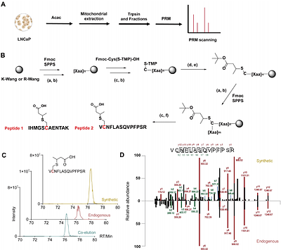 Ketone Bodies-mediated Cysteine Modifications Discovered by Chemical Proteomics