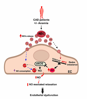 Large extracellular vesicles derived from red blood cells in coronary artery disease patients with anemia promote endothelial dysfunction