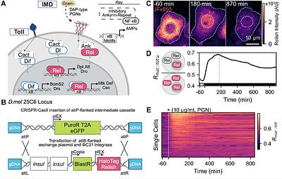 Heterogeneous NF-κB activation and enhancer features shape transcription in Drosophila immunity
