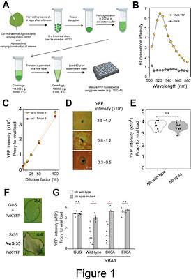 A simplified disease resistance assay using YFP-expressing Potato Virus X in N. benthamiana reveals a cell death-independent immune function of RBA1