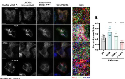 Molecular Control of Non-Muscle Myosin II-A Aggregation and Intracellular Dynamics by motor- or tail-specific MYH9 Mutations