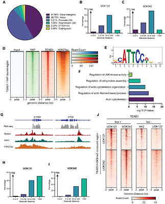 TEAD1 condensates are transcriptionally inactive storage sites on the pericentromeric heterochromatin