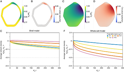 Plant actin networks are rapid mechano-adaptive scaffolds