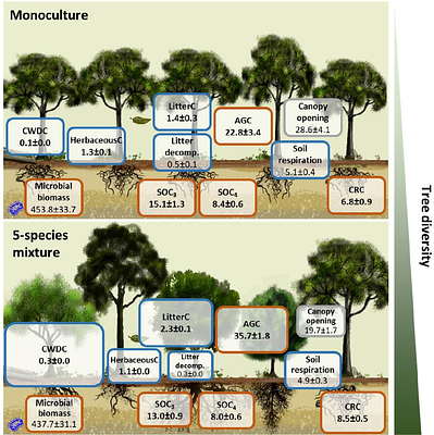Tree diversity increases carbon stocks and fluxes above- but not belowground in a tropical forest experiment