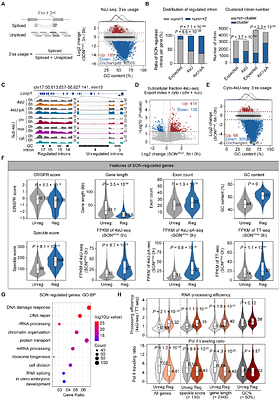 Nuclear speckle protein SON safeguards efficient splicing of GC-rich genes