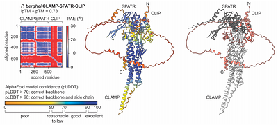 The CLAMP-Linked Invasion Protein (CLIP) plays an essential role in Plasmodium berghei zoites