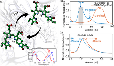 Detection of a hybrid PrPfr state in the dark reversion of abathy phytochrome indicates inter-dimer allostery.