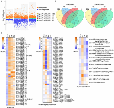 Omics-assisted systematic exploration of the intricate regulatory network of guvermectin biosynthesis centered by the cluster-situated regulator GvmR in Streptomyces
