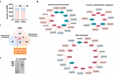 Small RNA ASpks2 Promote Mycobacterium tuberculosis Survival in Macrophages via Targeting Polyketide Synthase 2