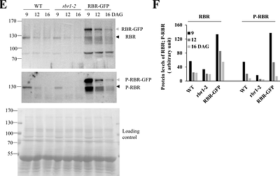 Arabidopsis RETINOBLASTOMA-RELATED controls cell size during plant development in a dose-dependent manner