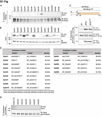 Eph Receptor Tyrosine Kinases Are Functional Entry Receptors for Murine Gammaherpesvirus 68