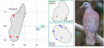 Combining population genomics with ancient DNA to understand island colonization history of the Madagascar turtle dove