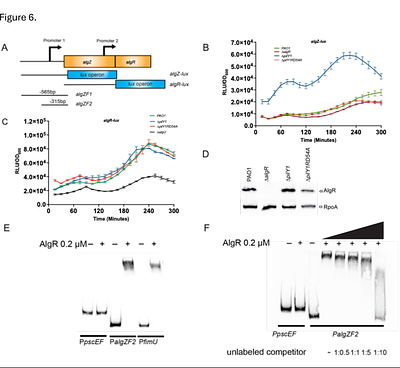 Defining the role of Pseudomonas aeruginosa PilY1 in signaling and virulence