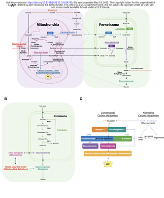 Candida auris Metabolism and Growth Preferences in Physiologically Relevant Skin-like Conditions
