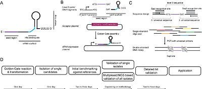 A library-based approach allows systematic and rapid evaluation of seed region length and reveals design rules for synthetic bacterial small RNAs