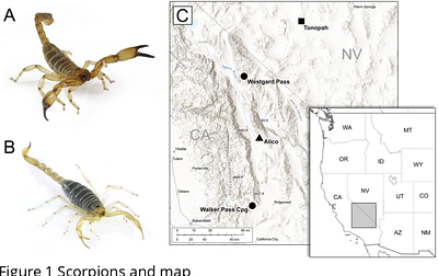 Microbiota discovered in scorpion venom