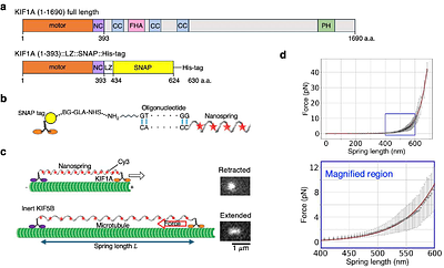 Stall force measurement of the kinesin-3 motor KIF1A using a programmable DNA origami nanospring